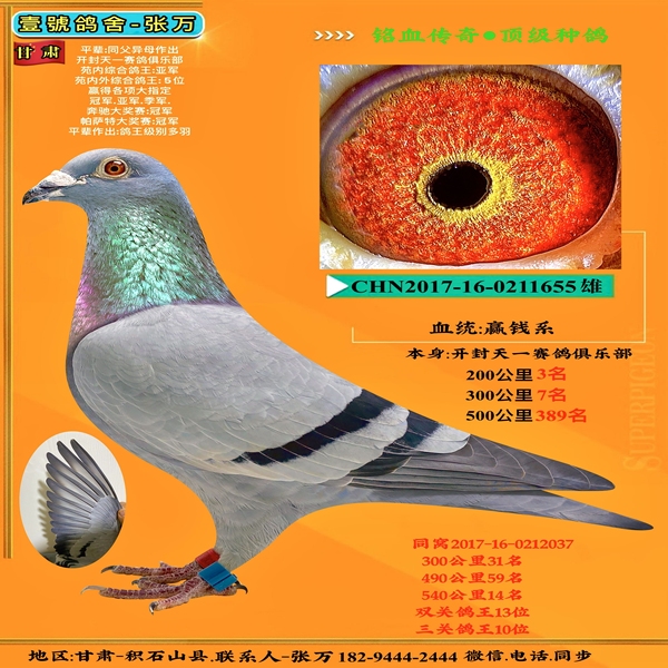 甘肃壹號鸽舍-张万