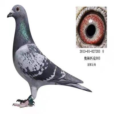 2022年“金鸽奖”全国公棚评选