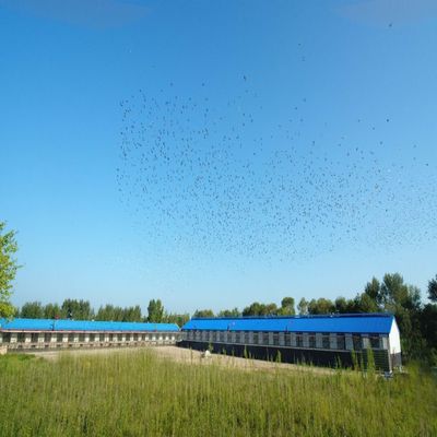 吉林环宇赛鸽公棚2026年第十三届竞赛规程（初稿） 