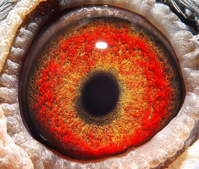 北京鸿升鸽苑+康鸿升