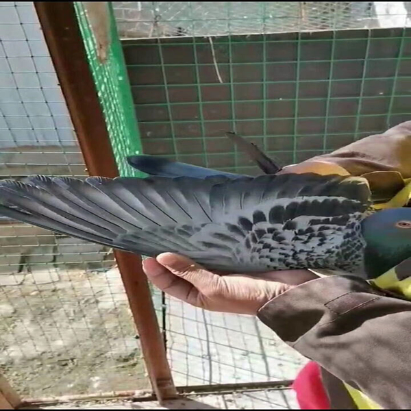 好鸽子是飞出来的