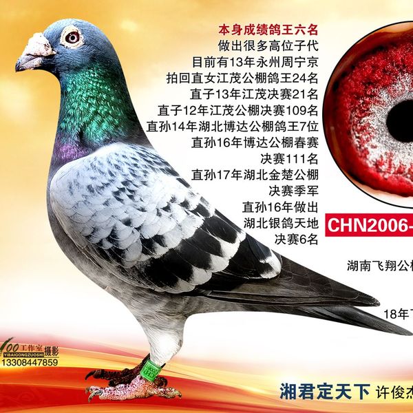 湖南省邵阳武冈市信鸽协会