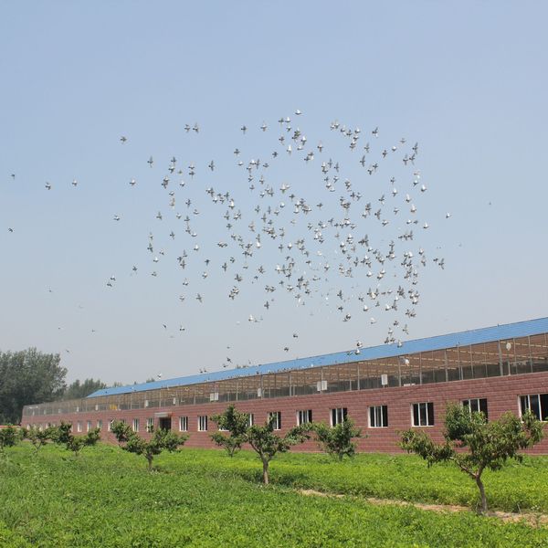 河北正明赛鸽公棚