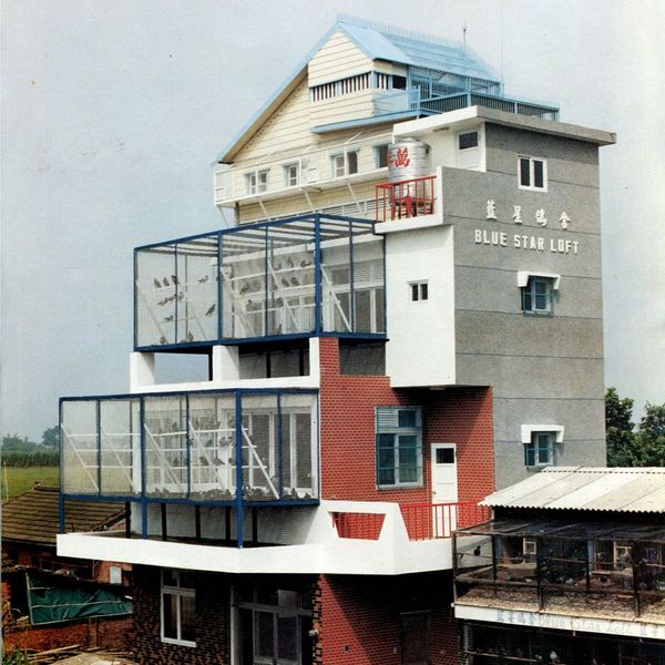 欧罗巴联合鸽舍-台湾名种恐怖59大本营