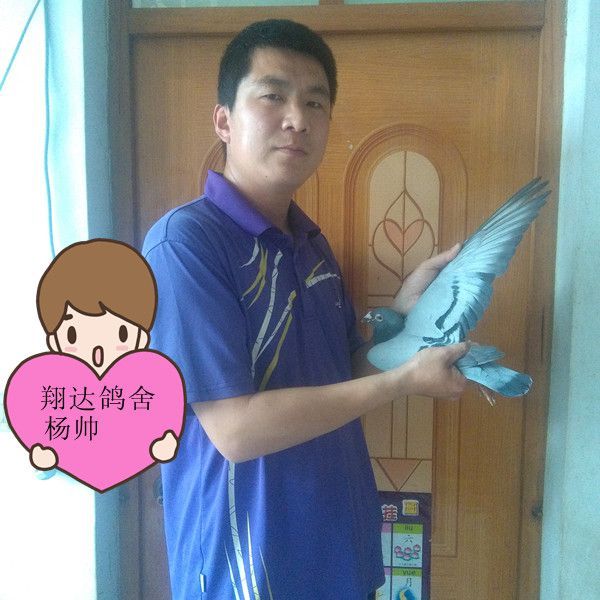 翔达鸽舍杨帅