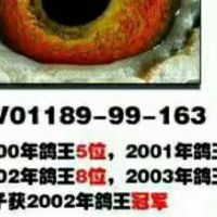 奇缘翔冠信鸽养殖中心