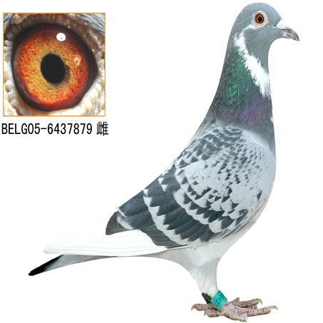 赤壁华天鸽舍郑建华+许斯天