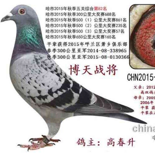 哈尔滨市博天鸽舍