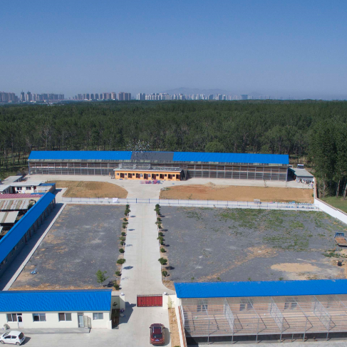 北戴河六艺信鸽有限公司