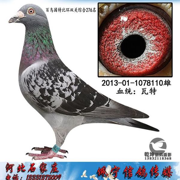 石家庄佩宁信鸽传媒