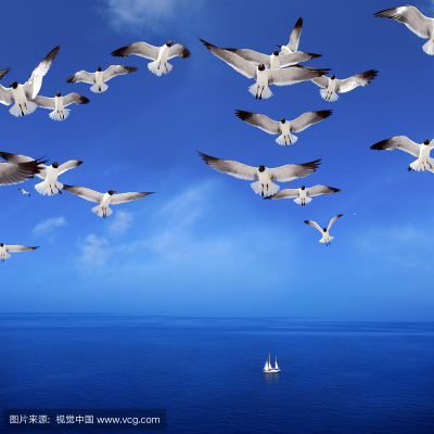 甘肃帝珲：收鸽季-长途运输温馨提示